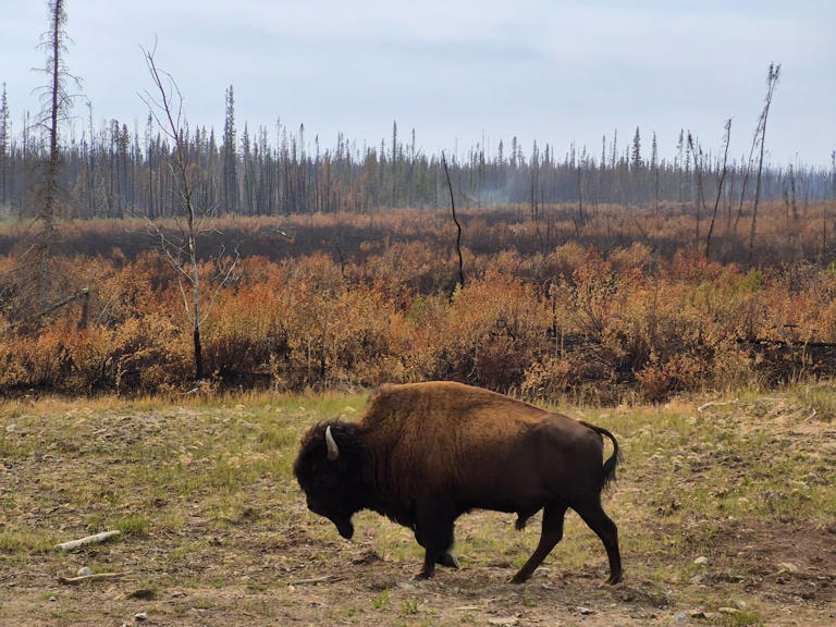 Mapping the genetics of a giant: New research decodes bison DNA