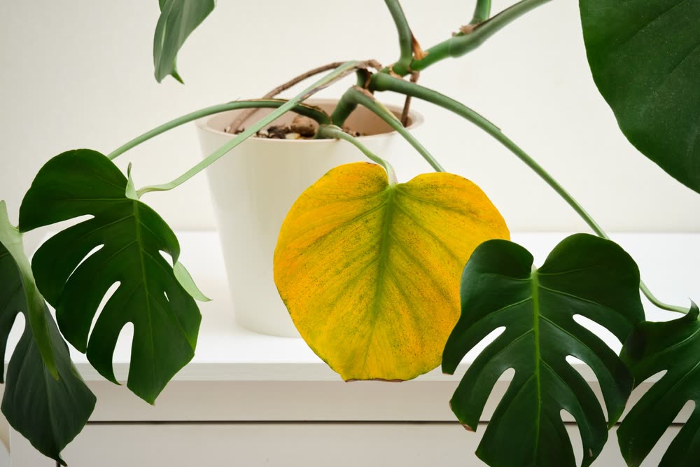 New plant claimed to purify air like an air filter