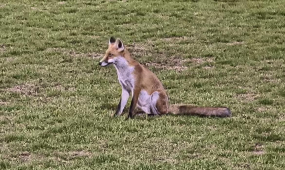 Fuchs besucht mehrmals Fussballspiel – Wildhüter erlegt ihn