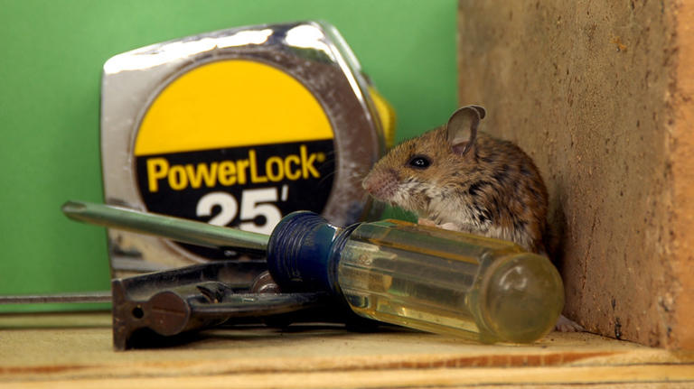 Not chemicals or traps: How to keep mice out of your garage this winter