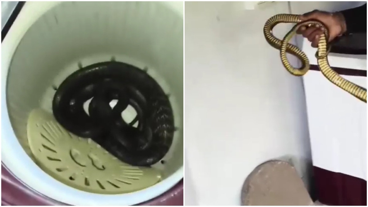 Madhya Pradesh family's washing machine becomes hiding spot for a 7 ...