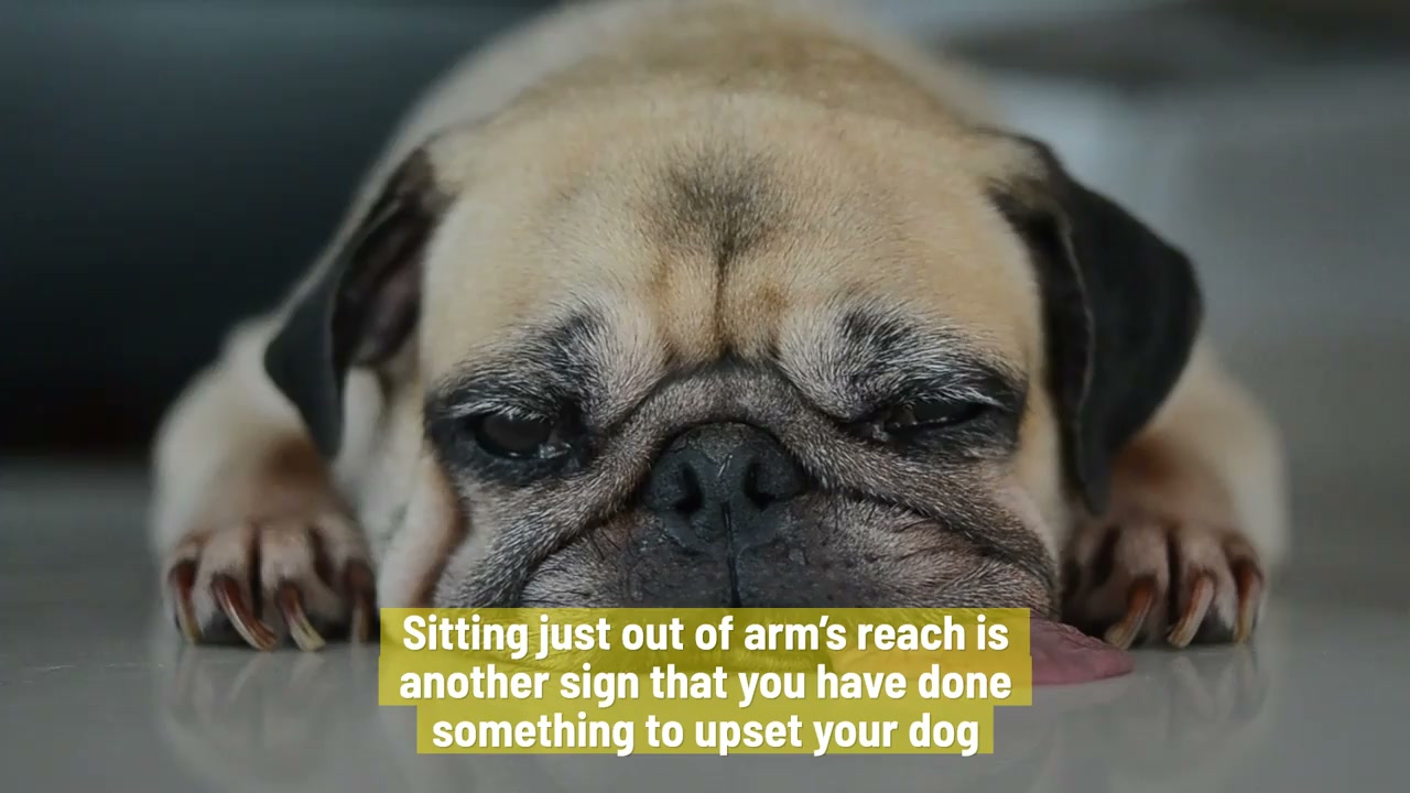 Signs your dog may be secretly mad at you