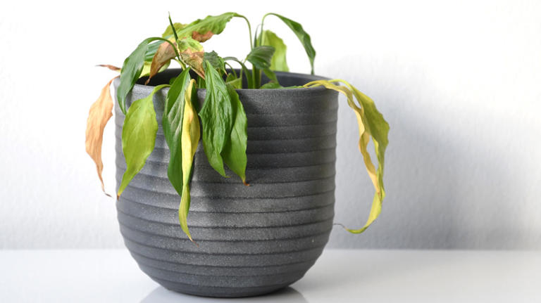 Telltale signs you're underwatering your peace lily plant