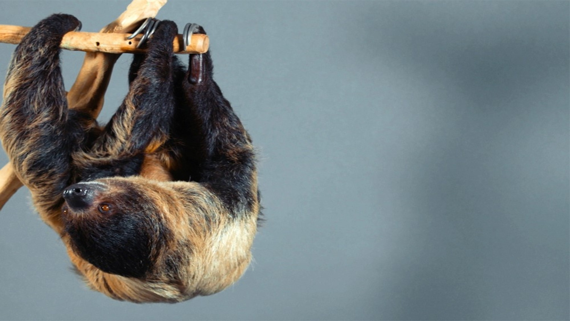 Two-toed sloth, the upside down forest survivor