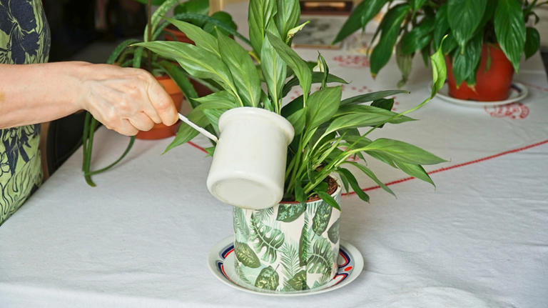 Telltale signs you're underwatering your peace lily plant