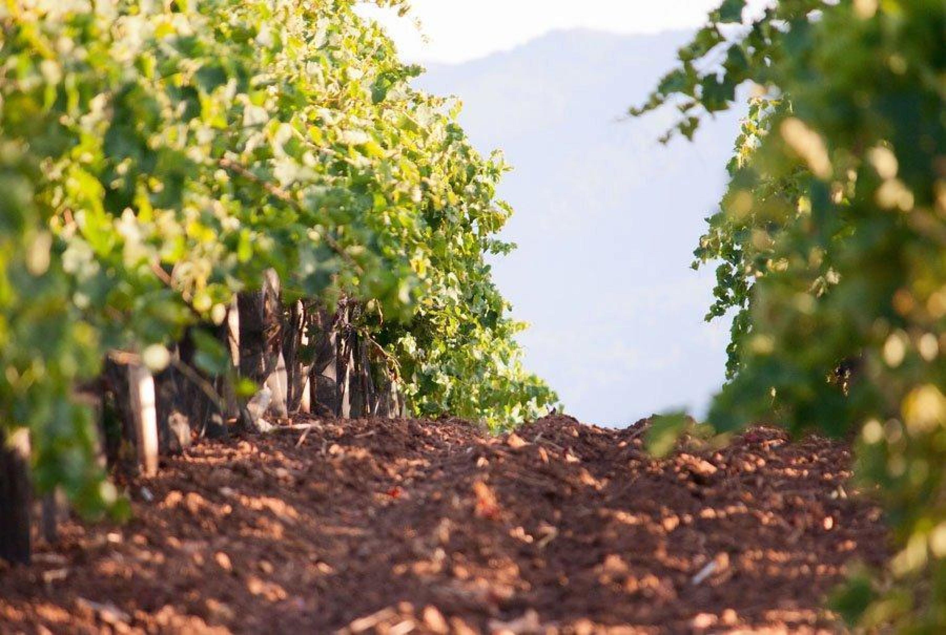 Consorzio Vino Chianti 'Uve di gran qualità, provvidenziali piogge a ...