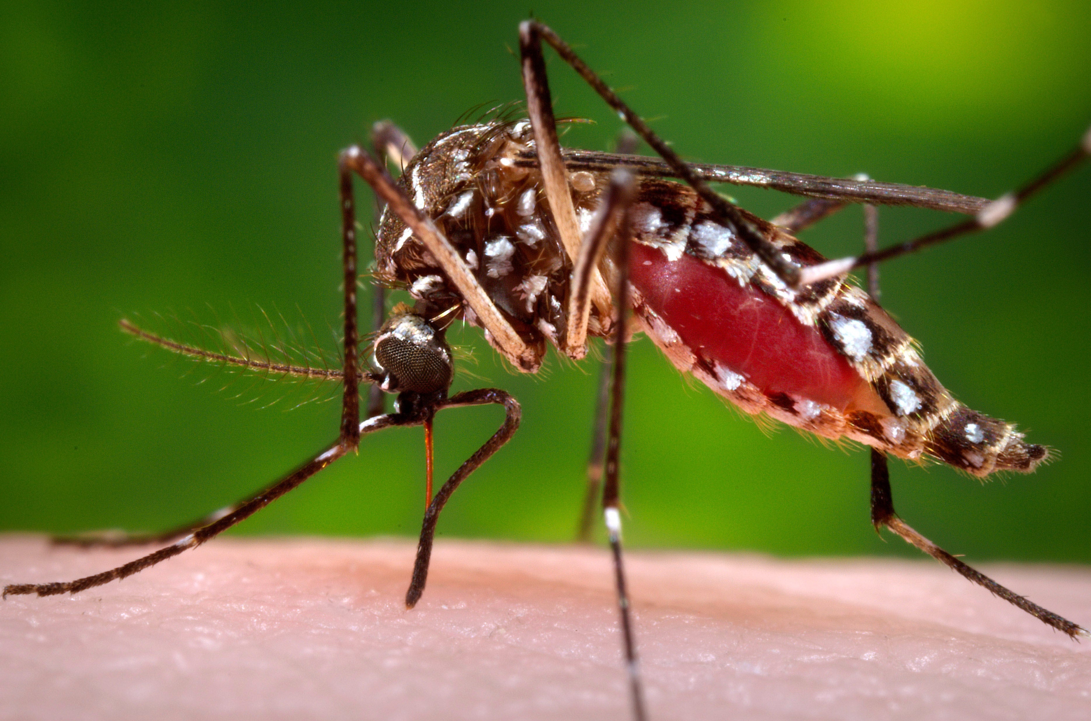 Two additional dengue cases confirmed in Orange County