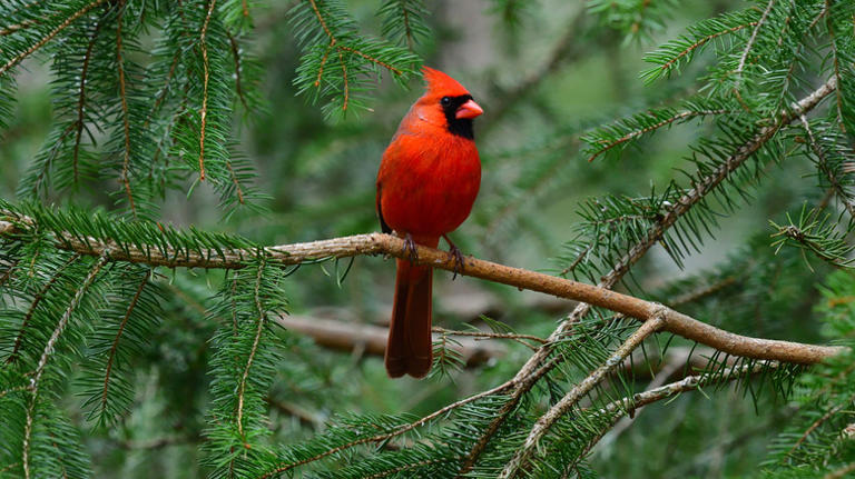 The reason you never see cardinals in your yard is simple