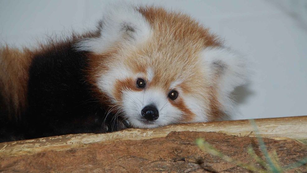 Smithsonian's National Zoo asks for help naming red panda cub