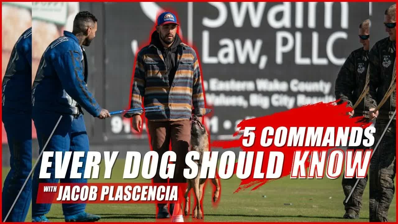 Why these 5 essential commands matter for every well-behaved dog (part 4)
