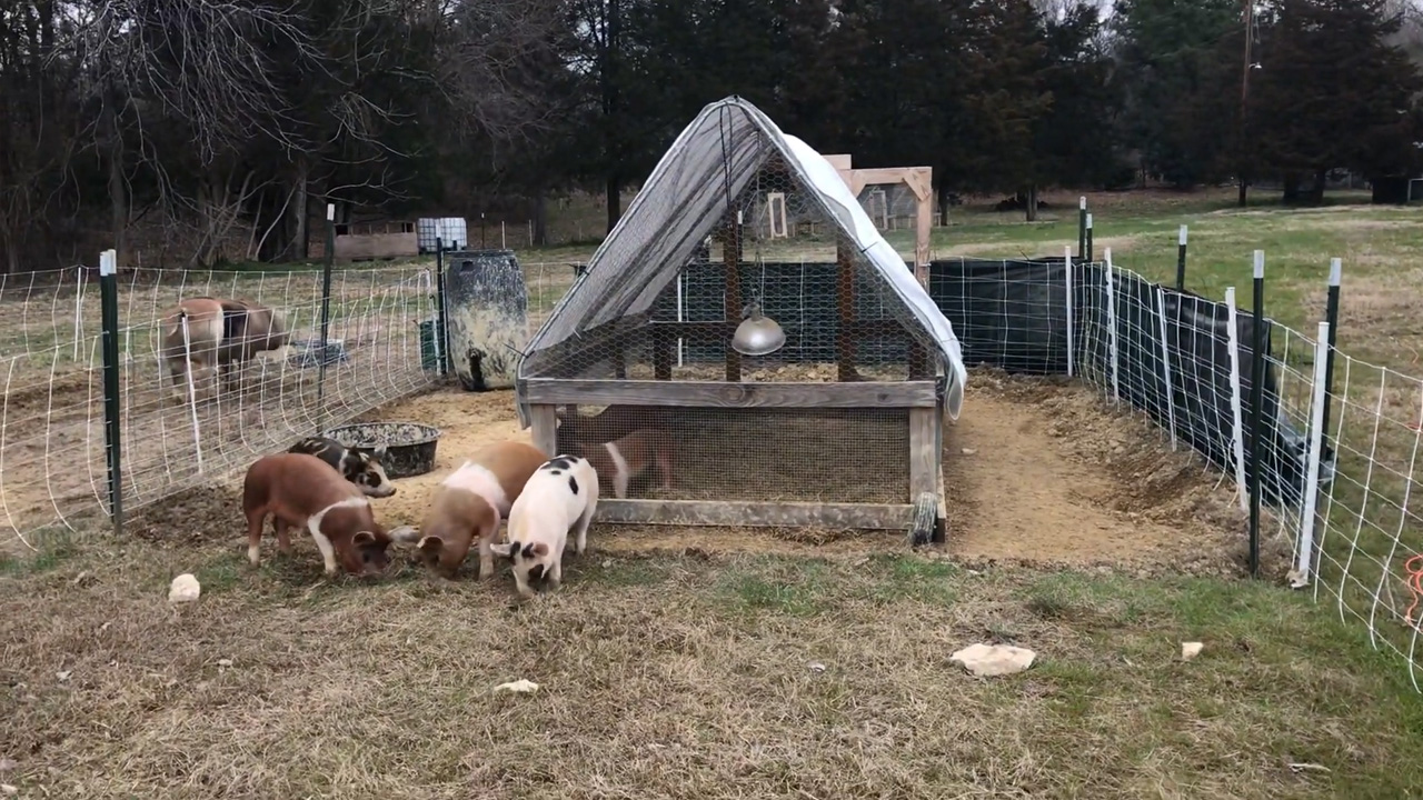 Piglets spend two weeks learning to respect electric fencing