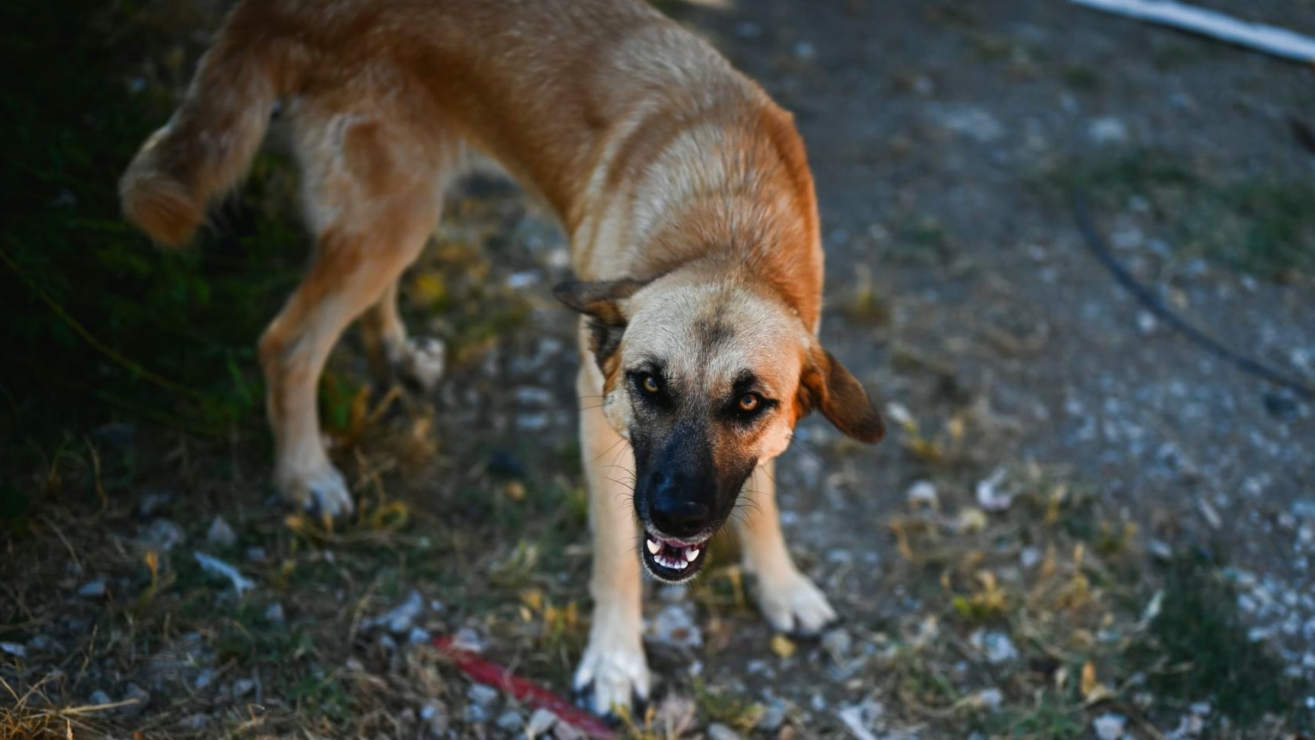 Signs your dog may be secretly mad at you