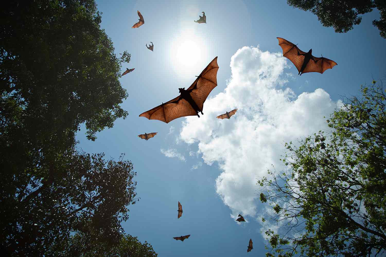 Health officials issue urgent warning about deadly bat virus after more ...