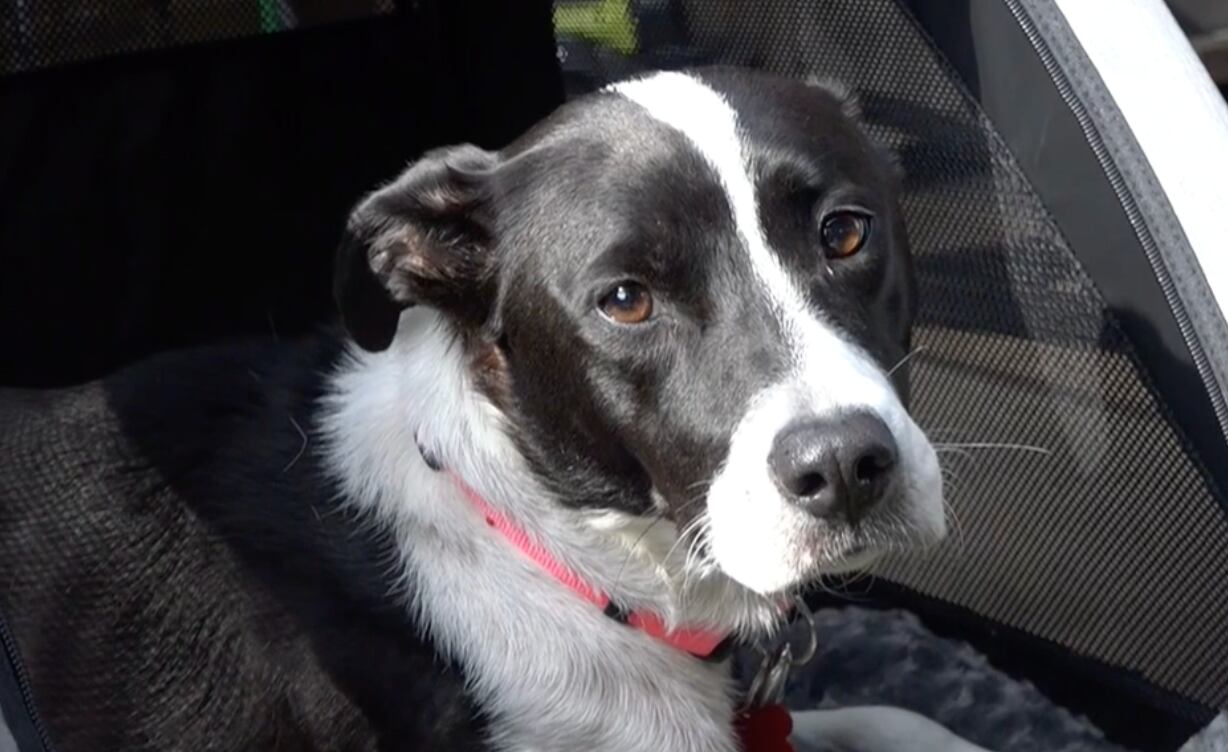 Leigh’s lost and found digital extra: Rescue One foster dog’s ...