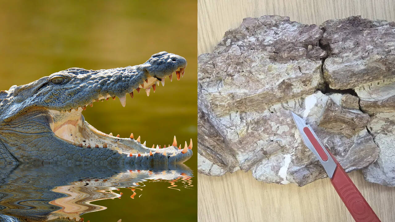 Scientists find 170-million-year-old crocodile relative with needle ...