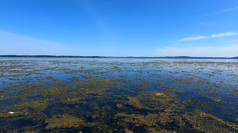 Chesapeake Bay earns highest grade in 40 years as cleanup efforts pay off