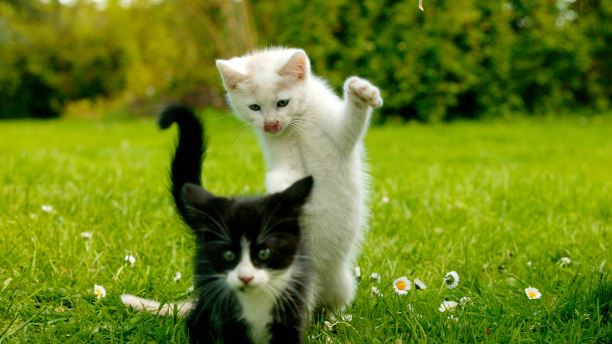 Rescue cat who couldn’t walk challenges feline friend to the cutest ...