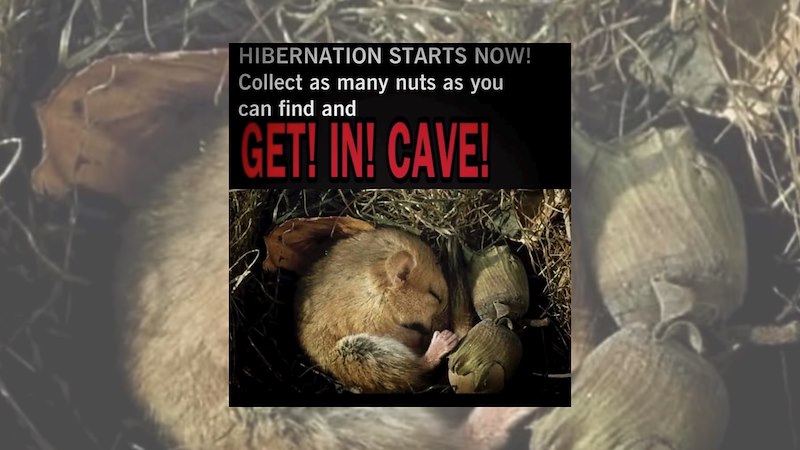 ‘Hibernation starts now! Collect as many nuts as you can find and get ...