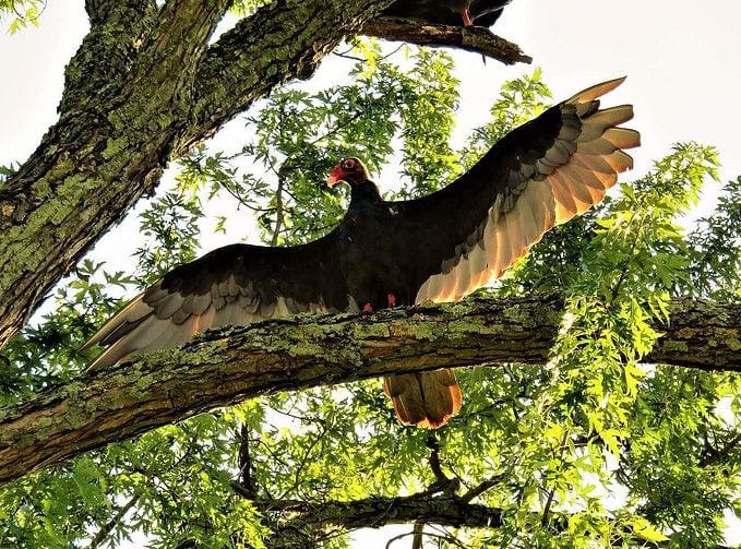 Are vultures birds of prey: Why, or why not?