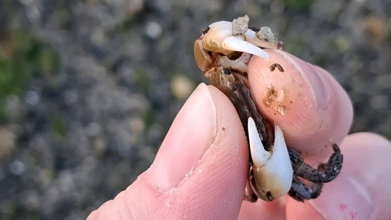Girl lifts a beach stone to reveal dozens of crabs