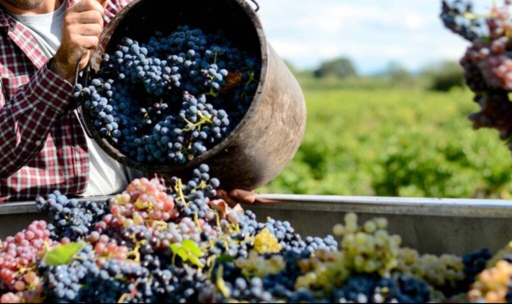Vendemmia Chianti, ottima qualità per le uve ma pesa l'incertezza dei ...