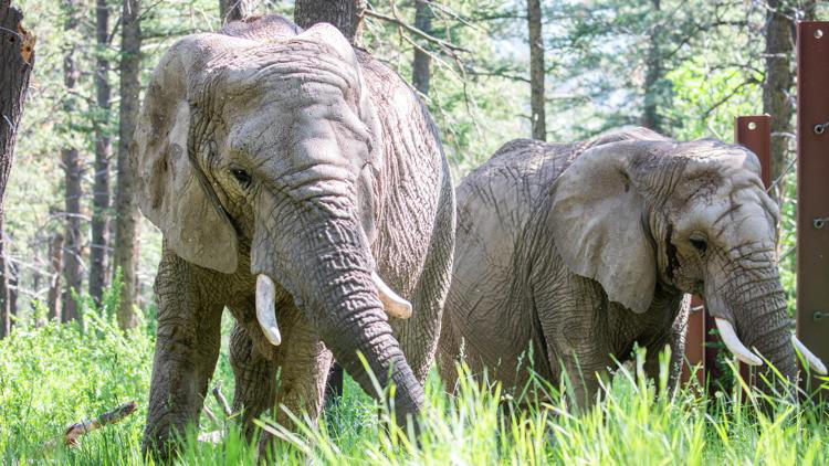 Colorado elephant dies at 48