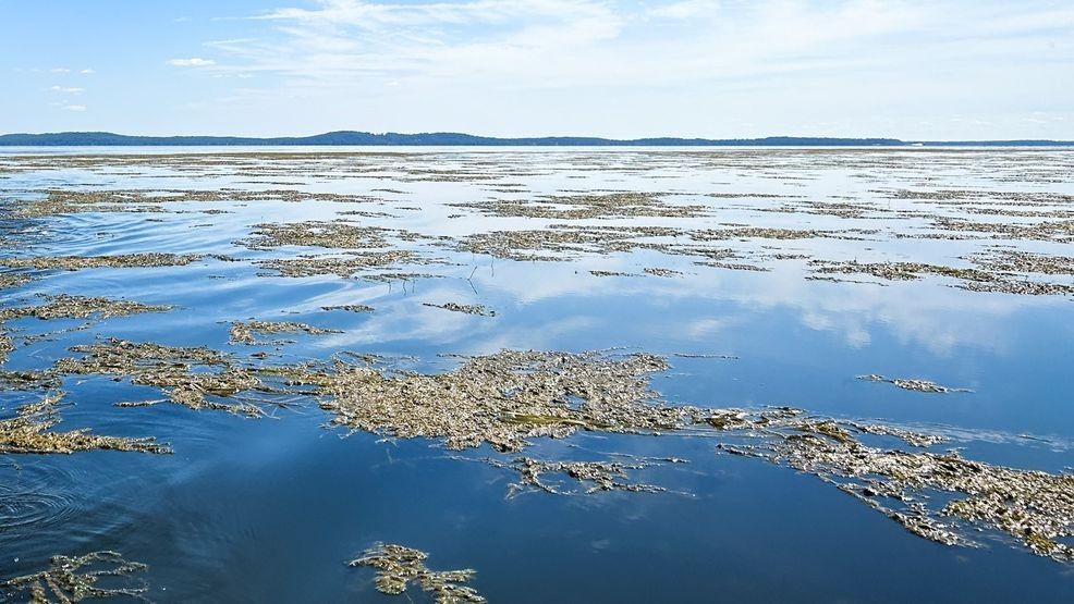 Chesapeake Bay earns highest grade in 40 years as cleanup efforts pay off