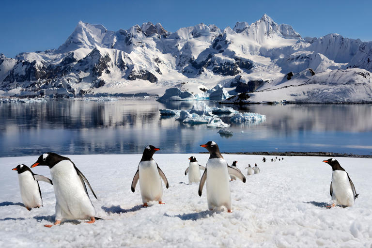Too much penguin poop in Antarctica is accelerating snow melt and ...