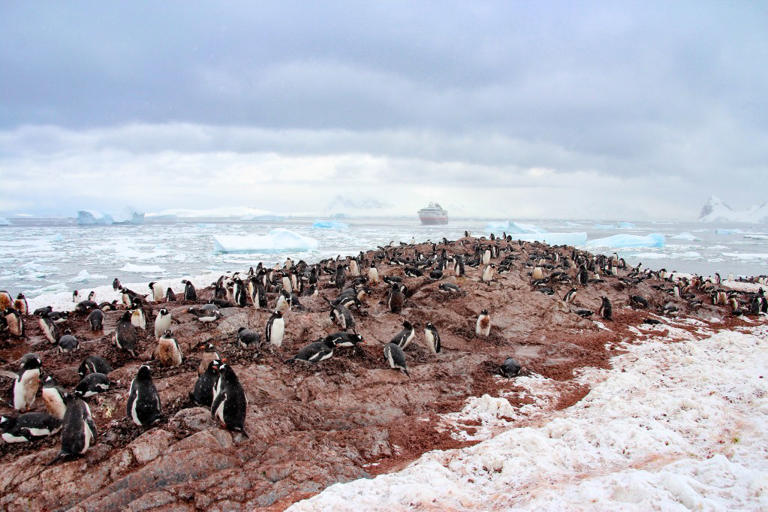 Too much penguin poop in Antarctica is accelerating snow melt and ...