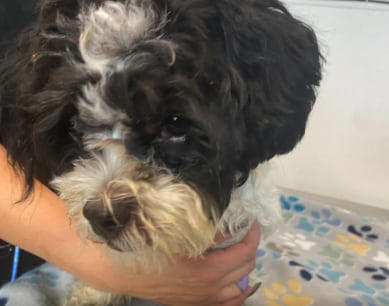 Mass. woman facing cruelty charge after video shows her repeatedly ...