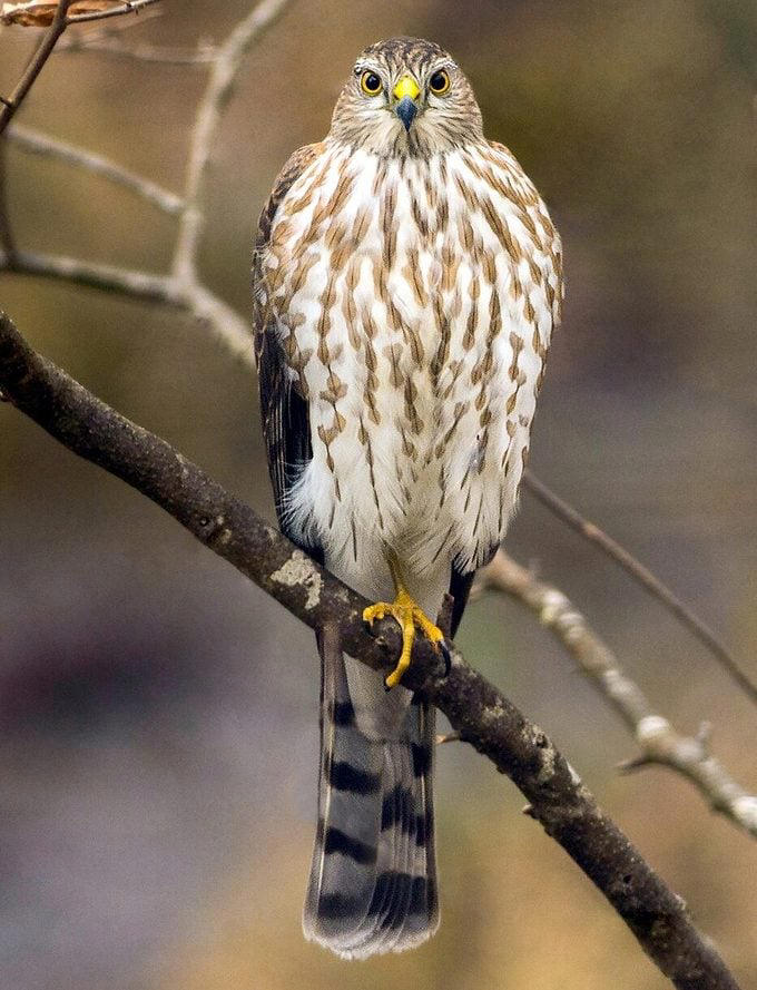 How to identify a sharp-shinned hawk