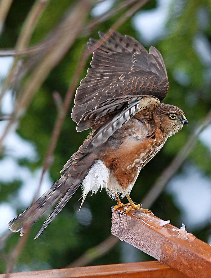 How to identify a sharp-shinned hawk