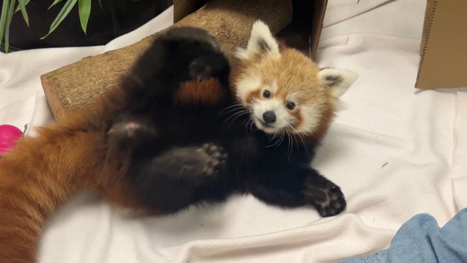 Connecticut zoo debuts red panda cub