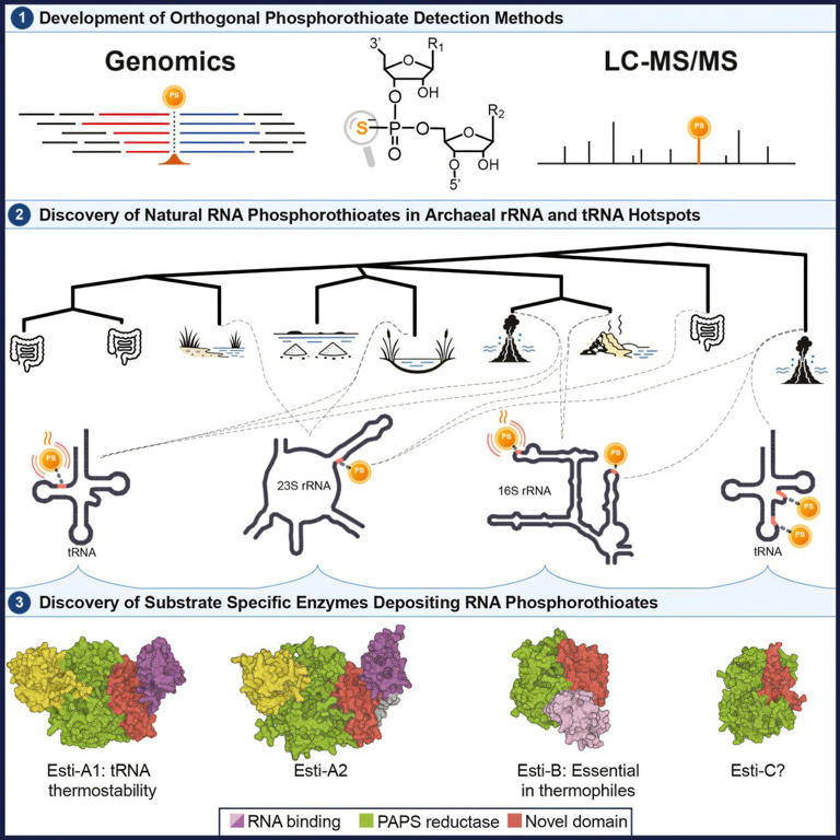 Natural RNA modifications in archaea mirror those used in medicine