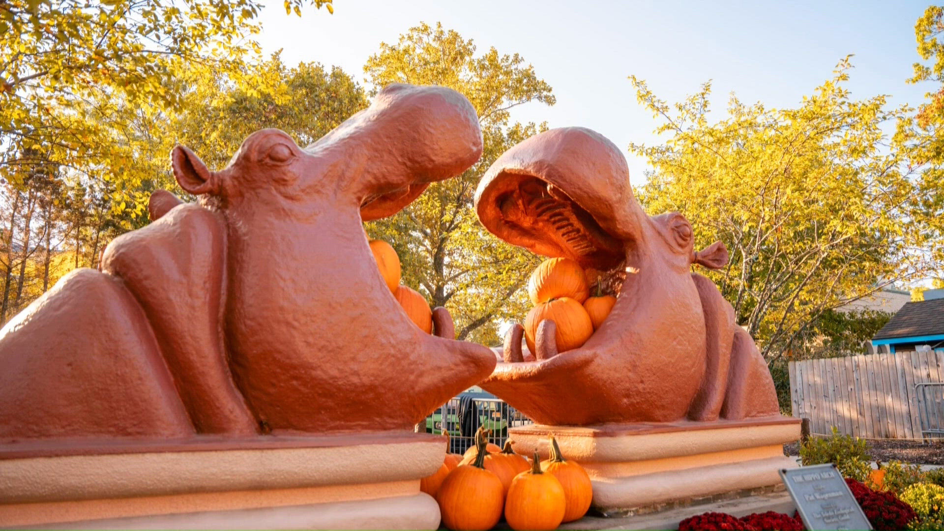 Ready, set, boo! Halloween takes over the Toledo Zoo | Good Day on WTOL 11