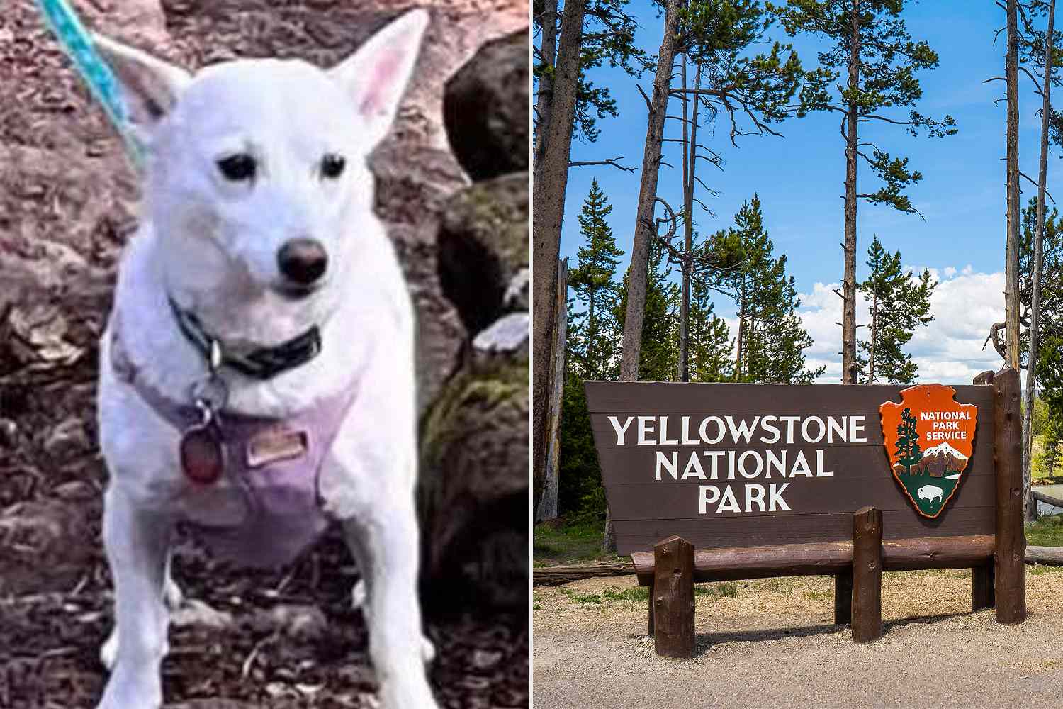 A lost 20-lb. dog has survived 32 days alone in Yellowstone National ...