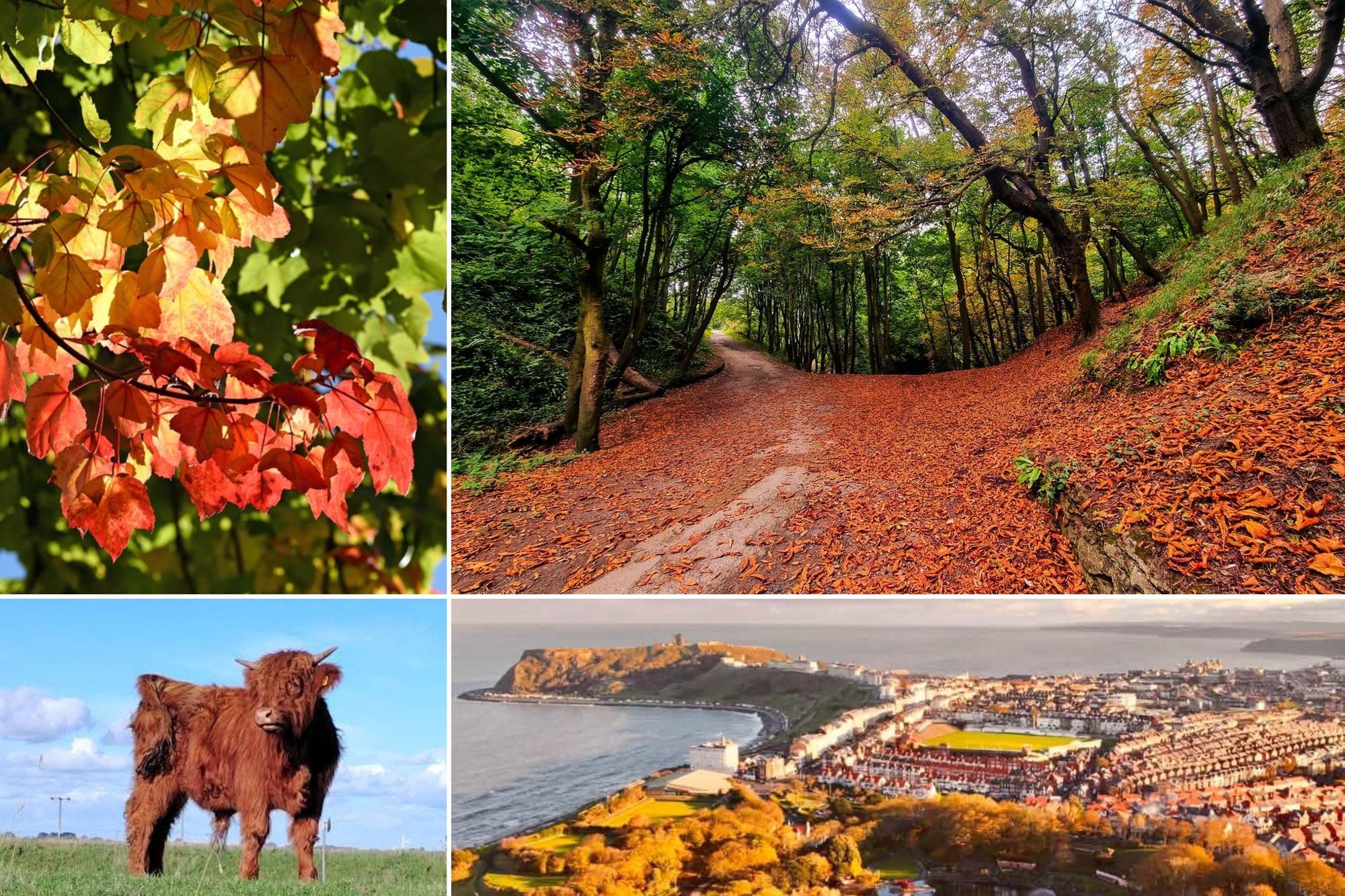 In pictures: Colourful reader photos as autumn transforms Scarborough ...