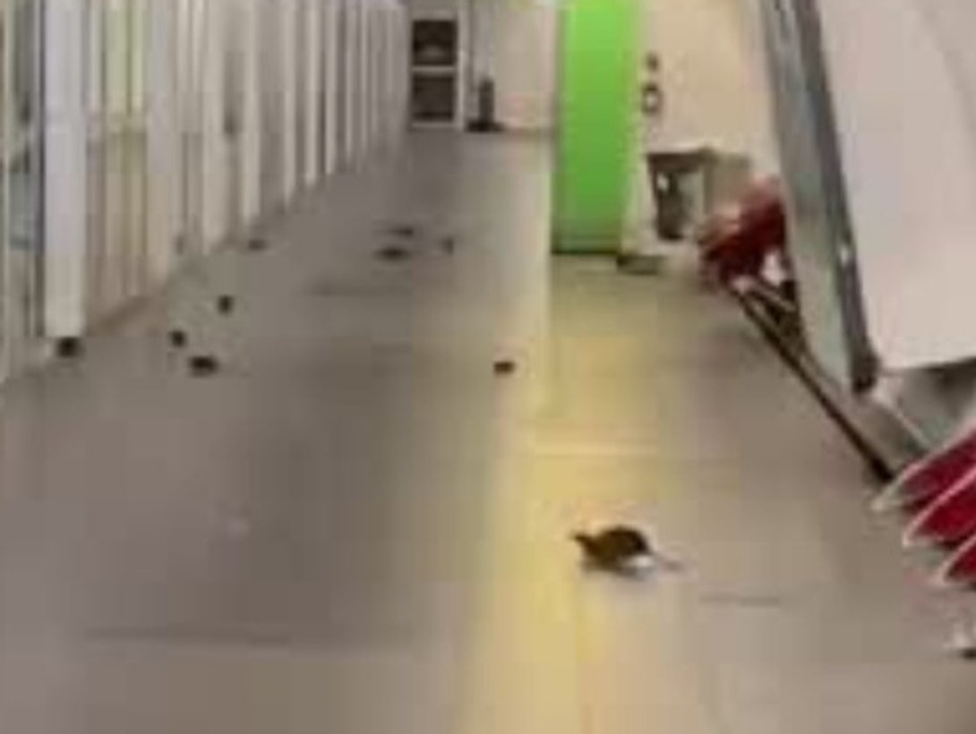 Ratten überrennen Pariser Metro-Station