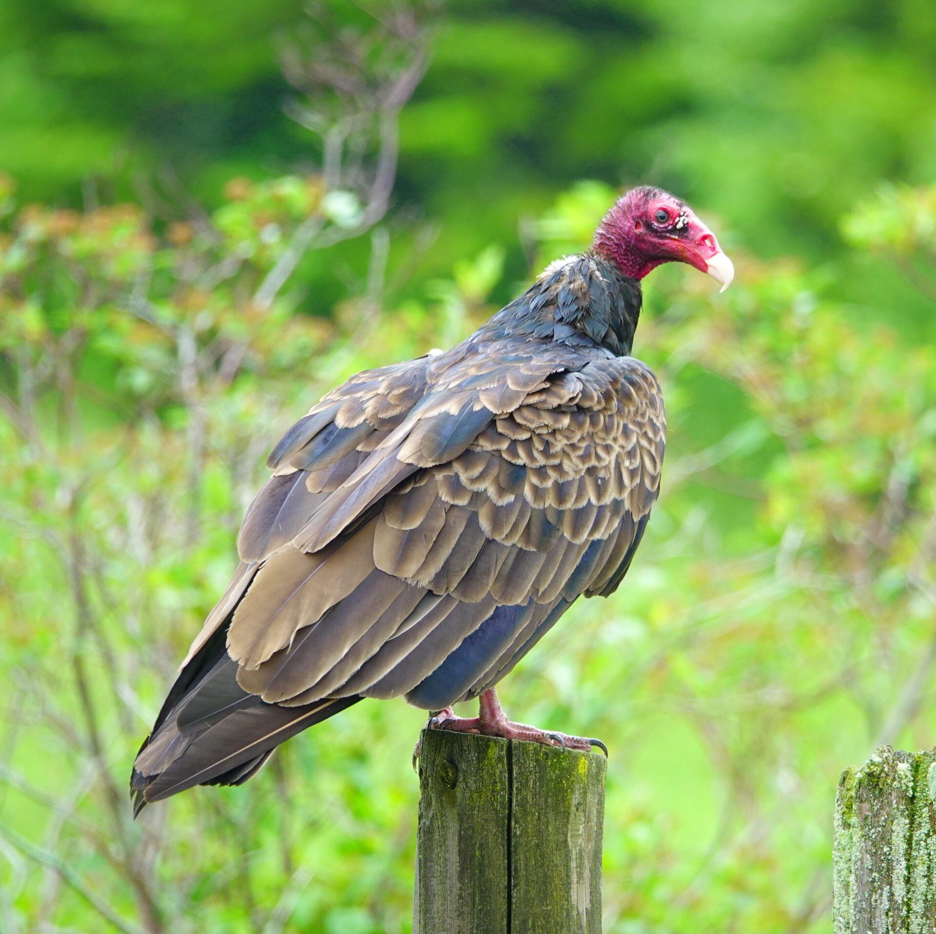 Are vultures birds of prey: Why, or why not?
