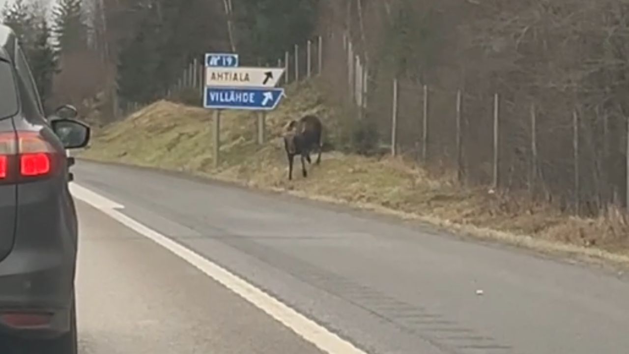 A moose and a hunting dog clash on the highway