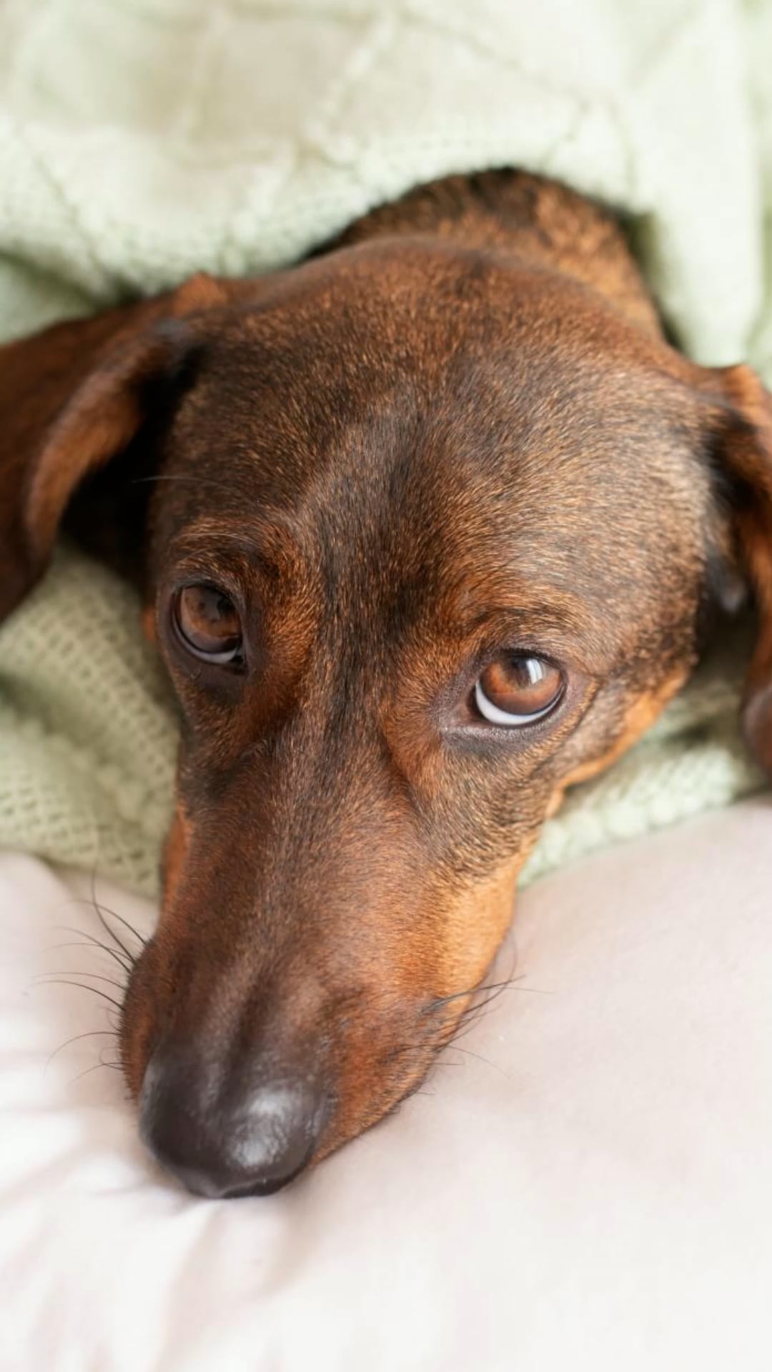 Can your dog have autism? 5 key signs