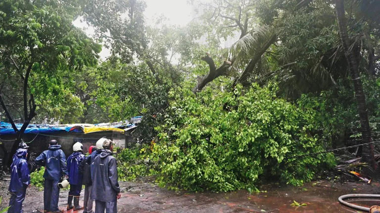 BMC urges Mumbai housing societies to maintain trees, report weak branches