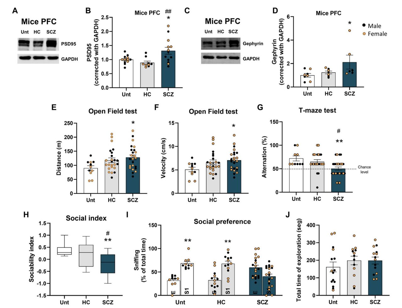 Gut microbes from people with schizophrenia alter mouse behavior