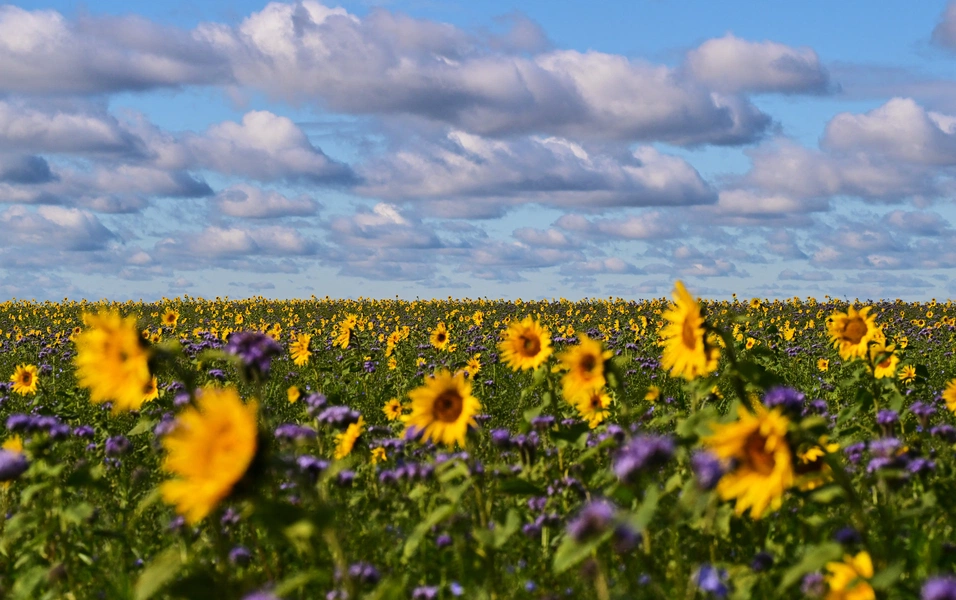 Fall cover crops boost clay soil health for spring