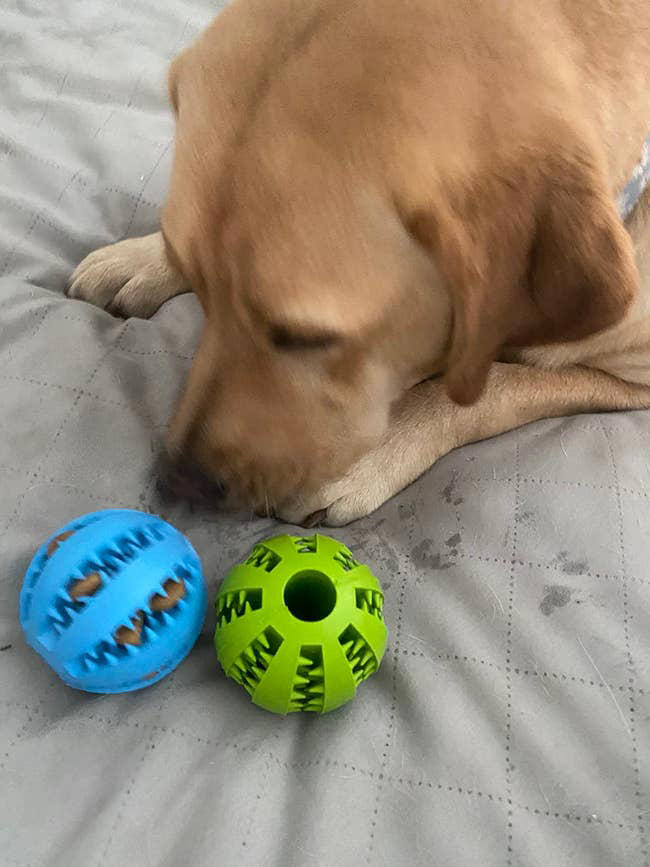 27 toys under $10 that'll keep your dog entertained