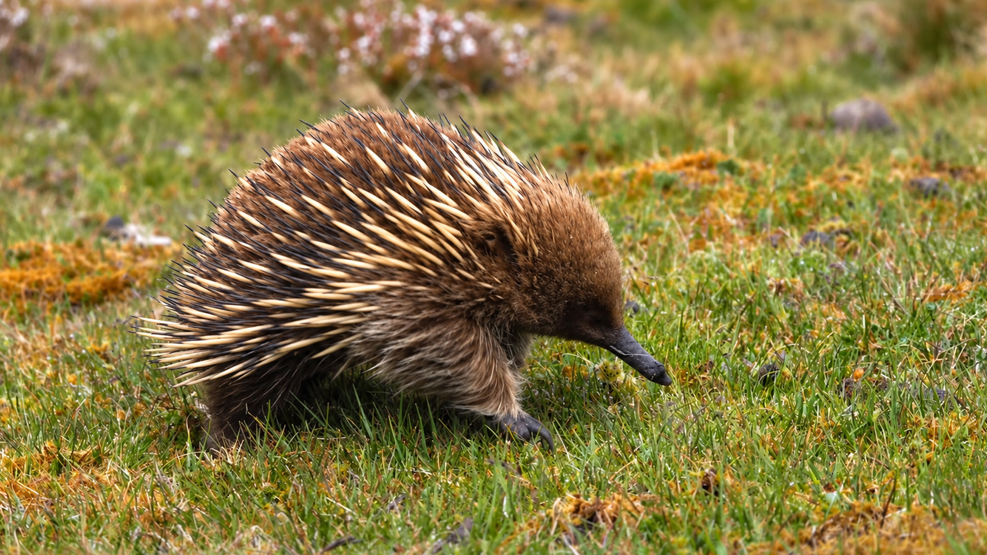 Un vistazo de cerca al extraño mamífero espinoso de Australia