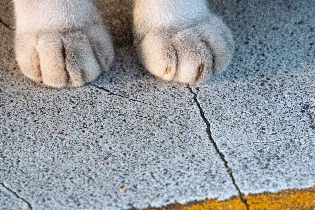 Hot weather: Could your pet’s paws be at risk?