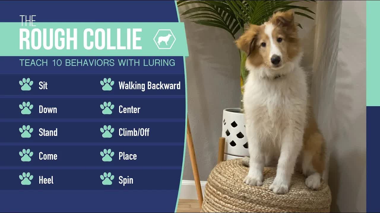 How physical cues unlock 10 key behaviors in dog training