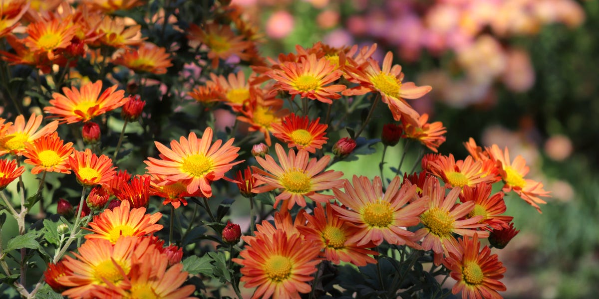 Mums are perennials, so why don't they always come back?