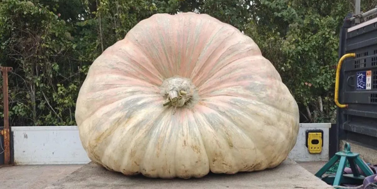 This giant 'anaemic' pumpkin just smashed a world record — see it in ...